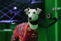 Caspar the Lurcher