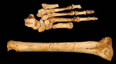 Long Flat Feet