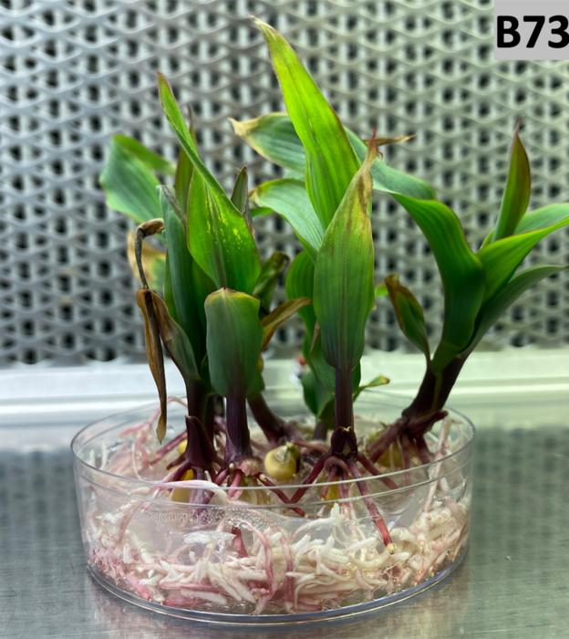 B73 maize seedlings, ready for leaf whorl transformation.