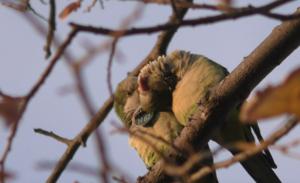 Monk parakeet