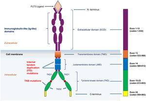 FLT3 gene and protein structure