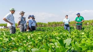 Soybean Innovation Lab in Africa
