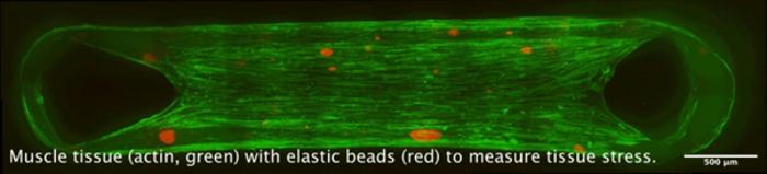 The image shows muscle tissue (actin filaments marked green), which is being studied using synthetic elastic beads (red).