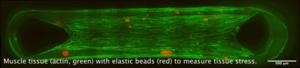 The image shows muscle tissue (actin filaments marked green), which is being studied using synthetic elastic beads (red).