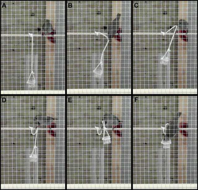 Two Barbados Bird Species Enter the Select Club of String-Pullers