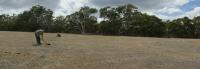 Restoring Land That Has Been Grazed for 100 Years
