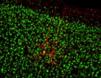 Microscopic View of The Brain