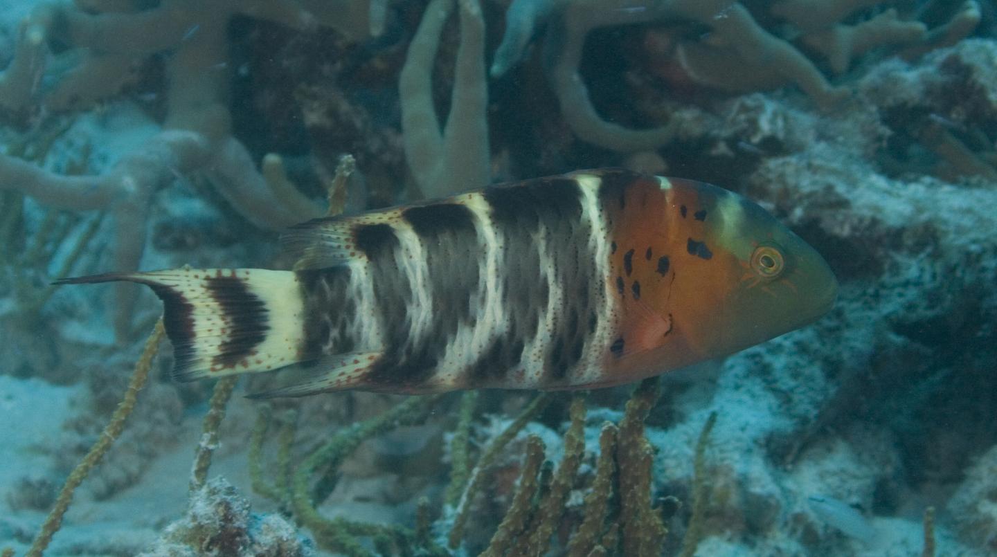 Red-breasted Wrasse