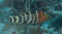 Red-breasted Wrasse