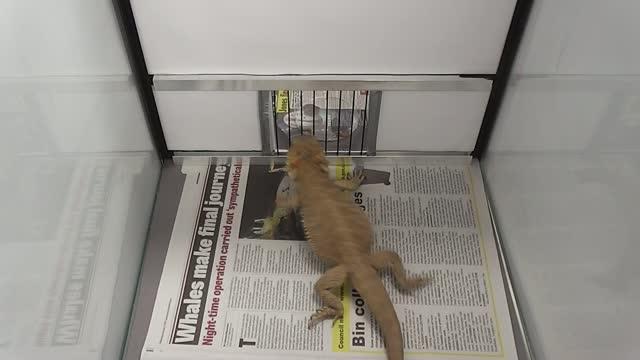 Can This Bearded Dragon Do It?