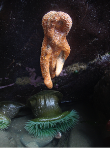Diseased sea star