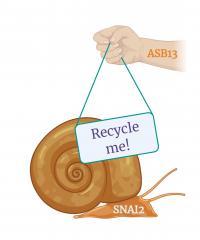 Cancer-Metastasizer SNAI2 Gets Tagged for Recycling
