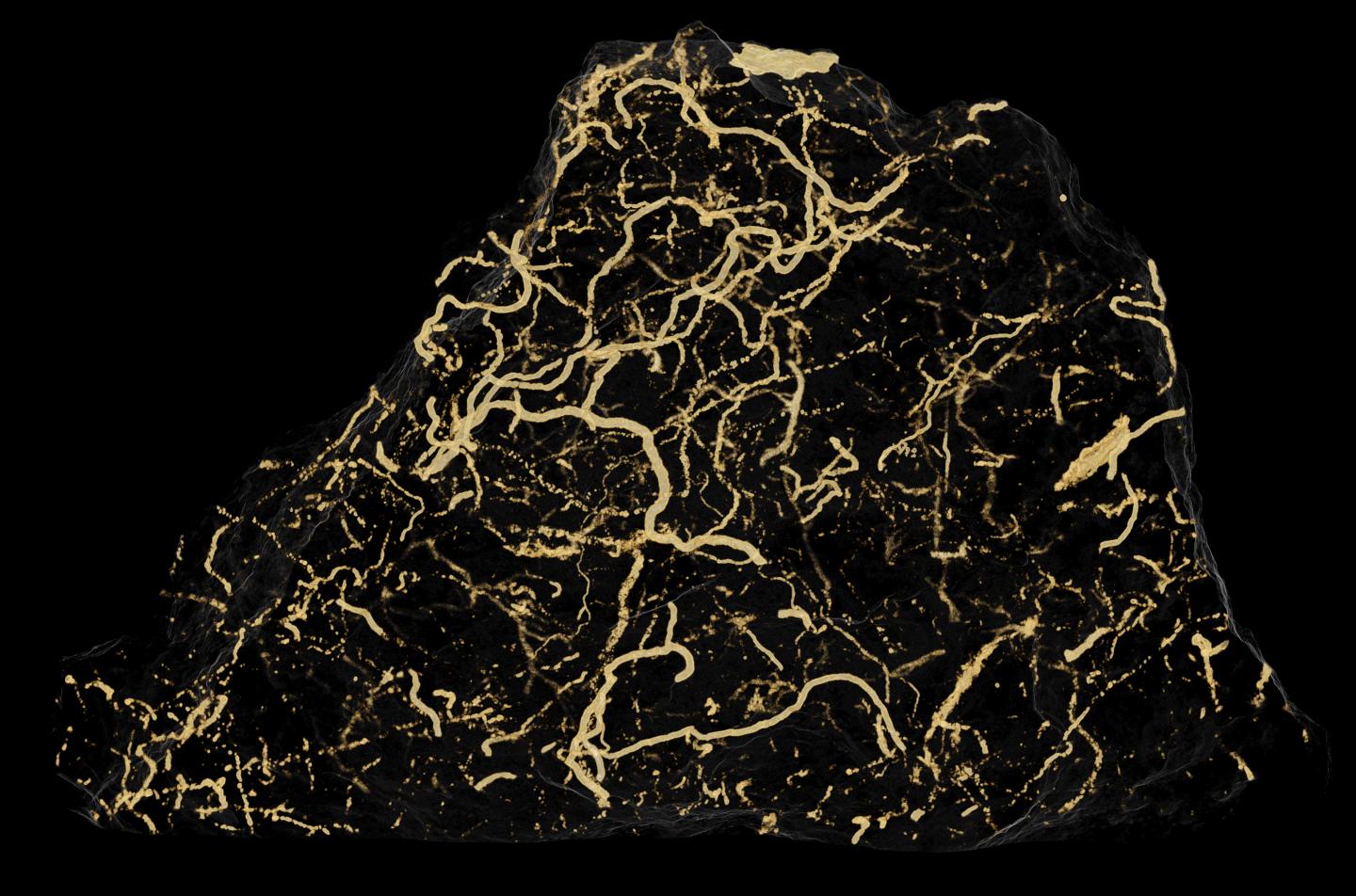 Trace Fossil in Sediment (2 of 2)