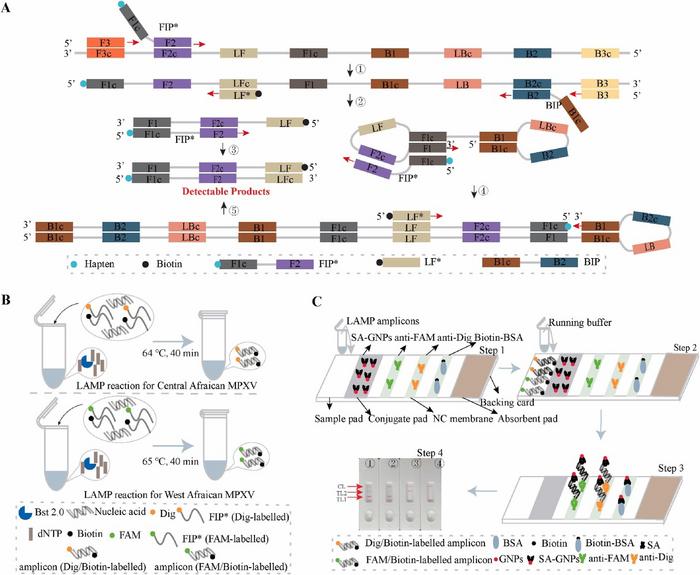 LAMP-LFB Assay for Rapid Differentiation of Monkeypox Virus Strains