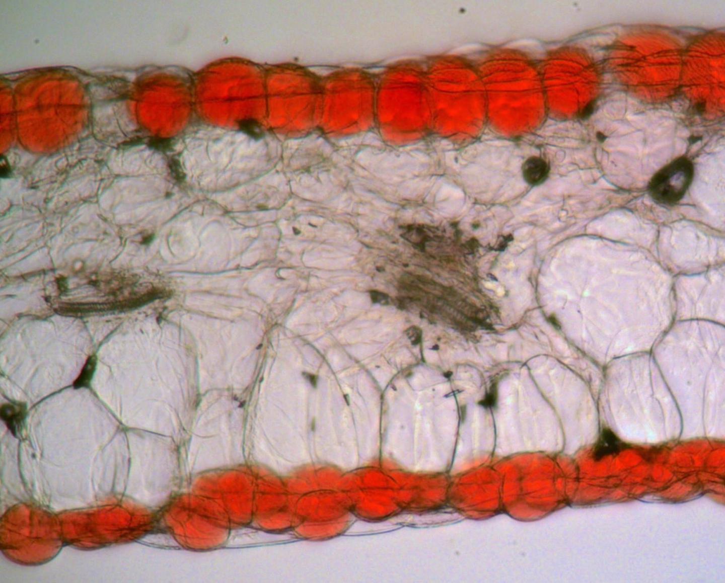 Localization of Pigments in Petals
