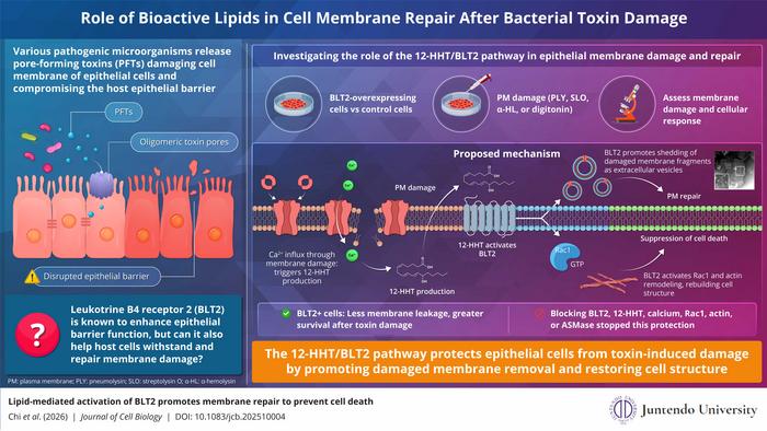 Role of Bioactive Lipids in Cell Membrane Repair After Bacterial Toxin Damage
