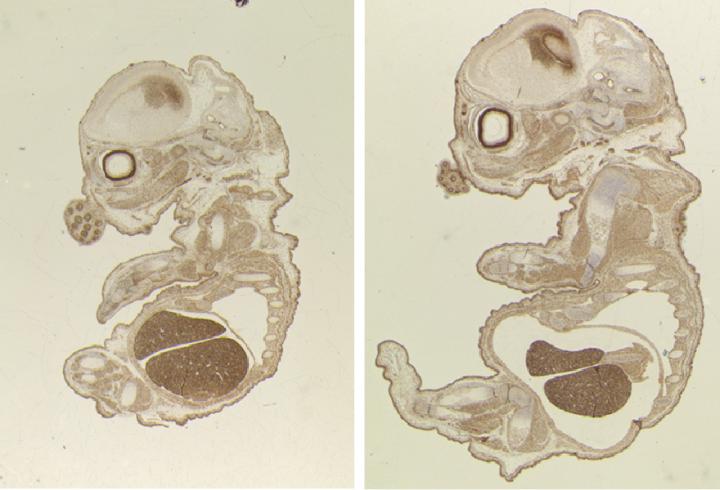 Embryos