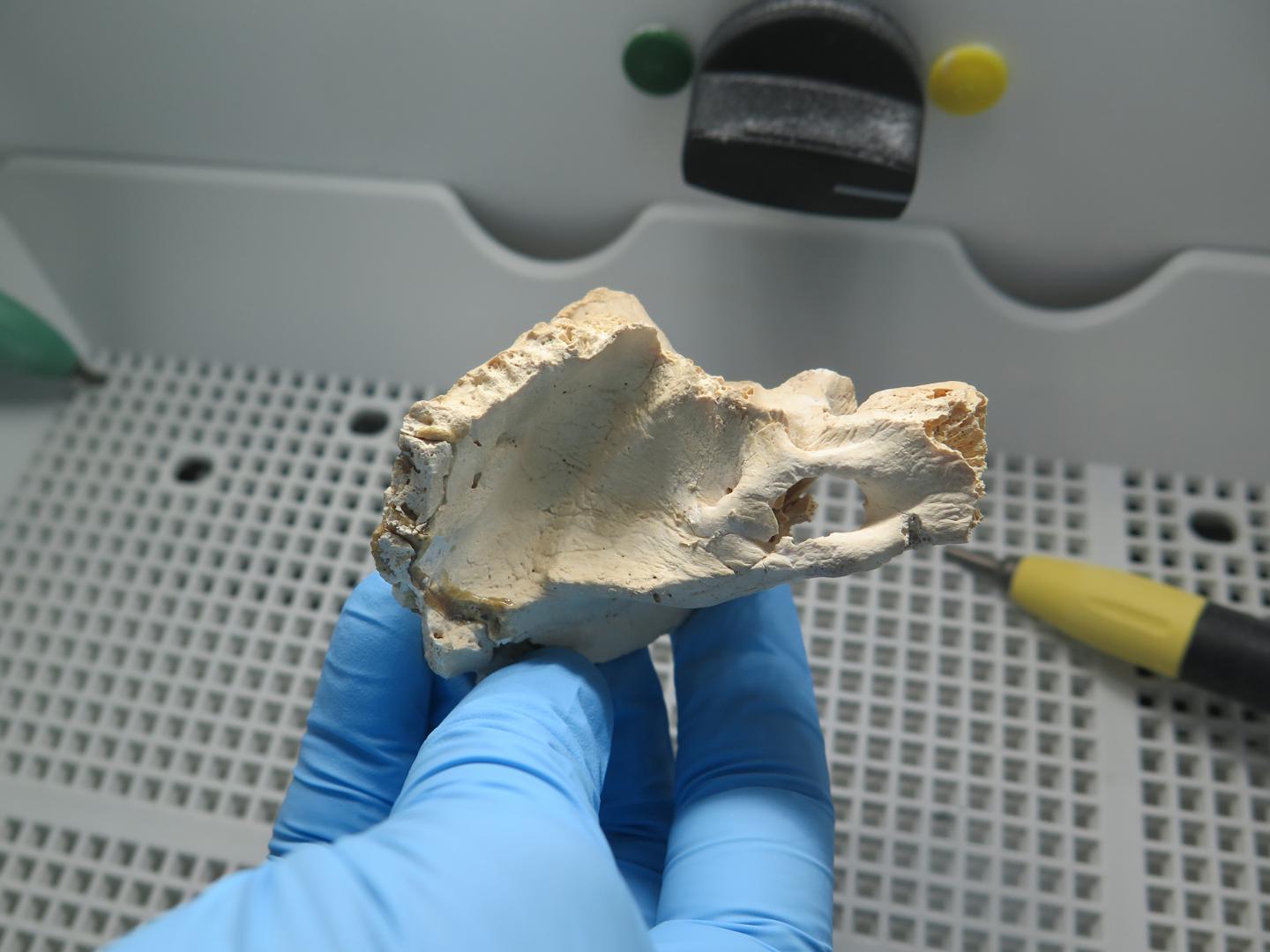 Early East Asian Humans Genetically Similar to Present-day Populations (5 of 5)