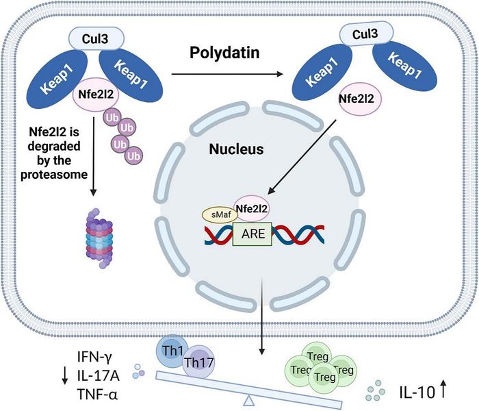 By directly binding to KEAP1 to activate the NFE2L2 pathway, polydatin restores intestinal immune homeostasis by restricting pathogenic Th1/Th17 differentiation and facilitating Treg cell development.