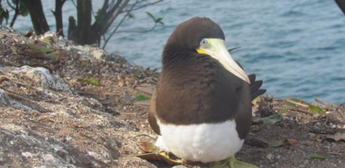 Seabirds ingest large quantities of pollutants, some of which have been banned for decades