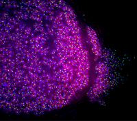<i>P. falciparum</i> Liver Stage (2 of 2)
