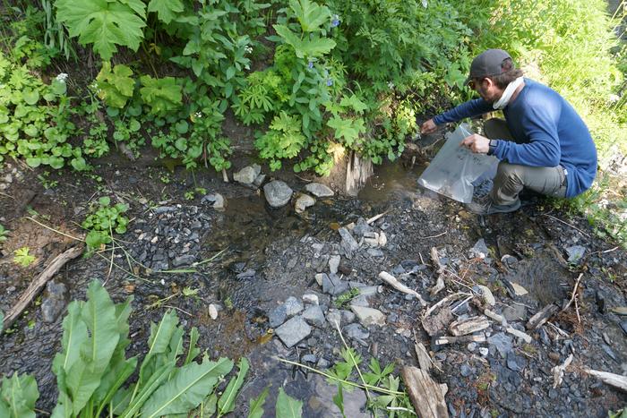 Gathering sediment.
