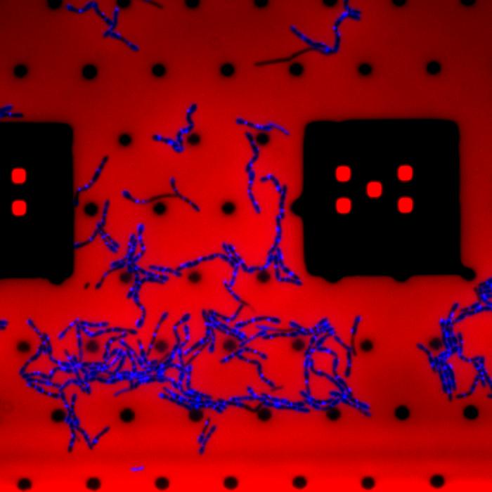 B. subtilis growing under the microscope on a microfluidic chip