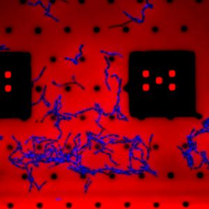 B. subtilis growing under the microscope on a microfluidic chip
