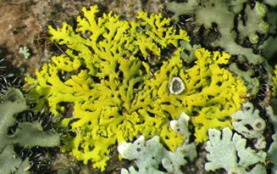 Lichens on Tree Bark in Indiana