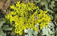 Lichens on Tree Bark in Indiana