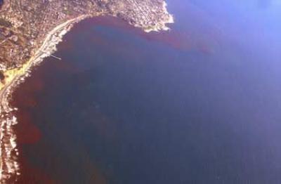 Red Tide in La Jolla, 2005