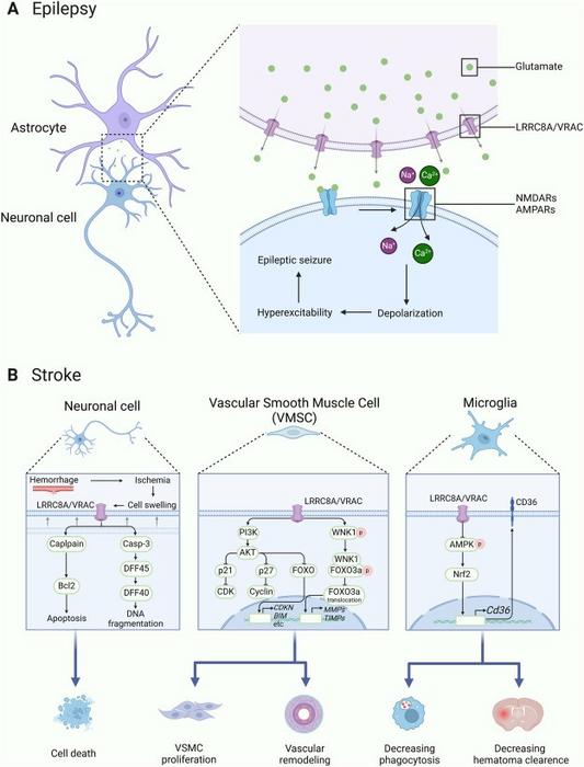 LRRC8A plays an important role in neurological diseases