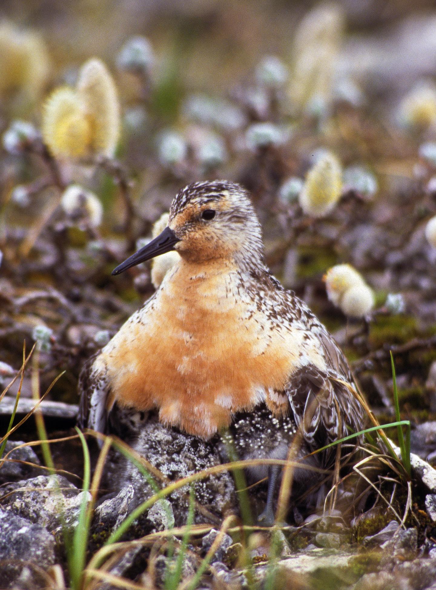 Red Knot