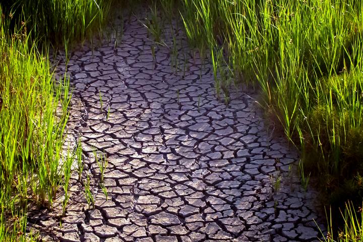 Drought forecasting gets a proactive makeover by Illinois researchers.