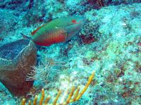 Redband Parrotfish