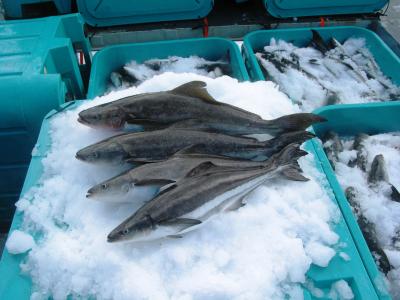 Cobia on Ice
