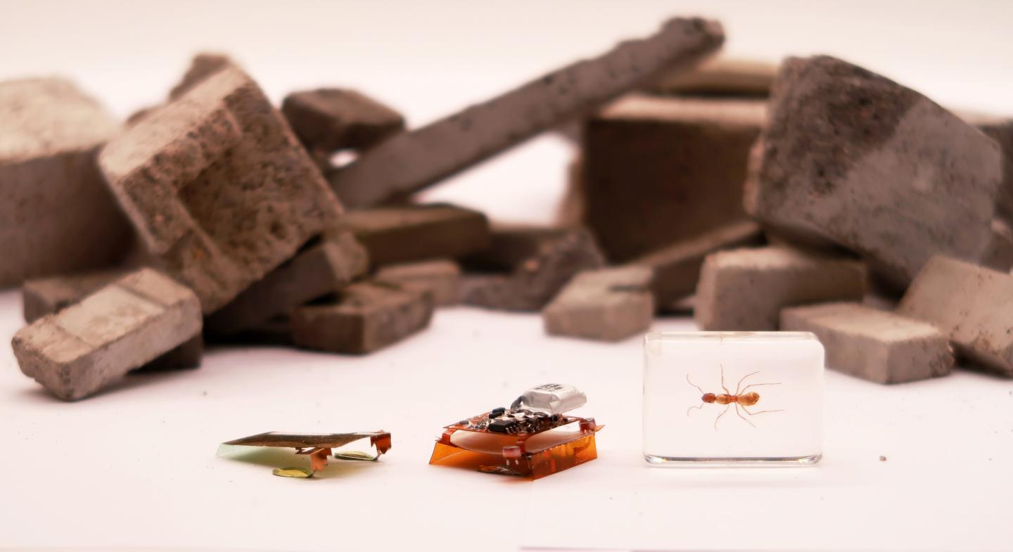 Insect-sized robot for scale