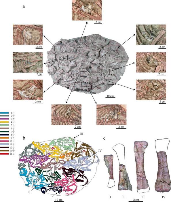 Cluster of 13 Psittacosaurus individuals (JLU DERC-Z0007)