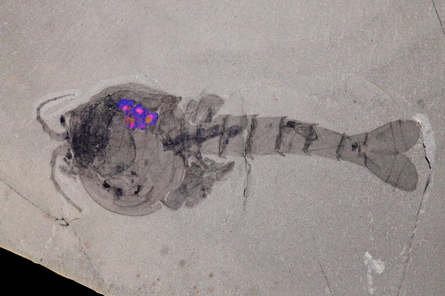 <em>Waptia fieldensis</em> Fossil with Brooded Eggs Highlighted