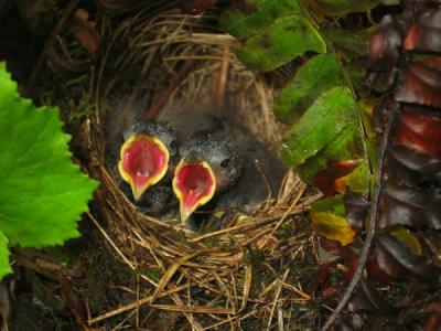 Junco Babies