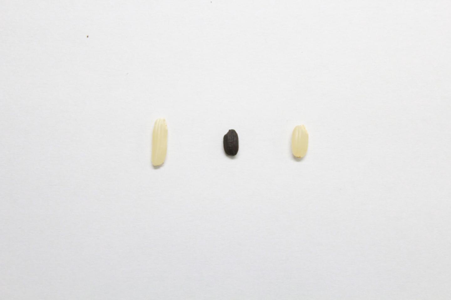 Single Grains