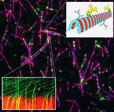 New Regulator of Asymmetric Cell Division