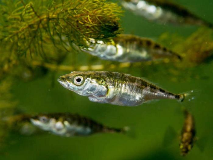Sticklebacks