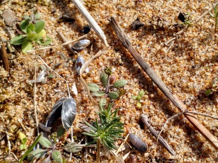 Mustard Cress at the Baltic Sea