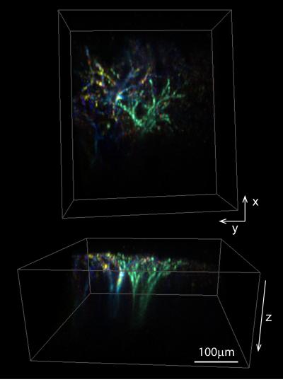 Dendritic Firing Captured by SCAPE