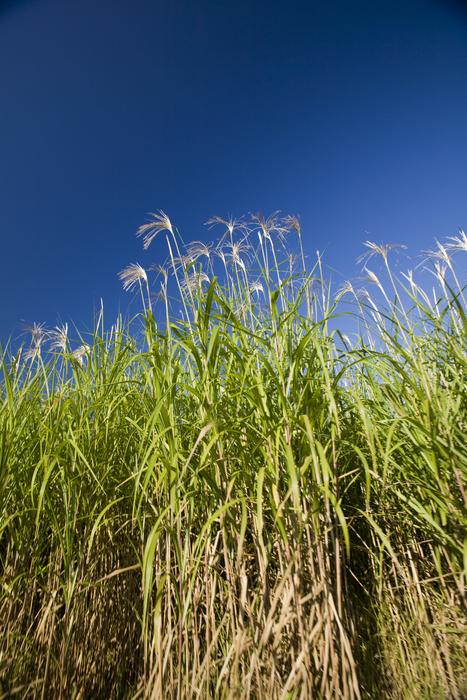 Miscanthus