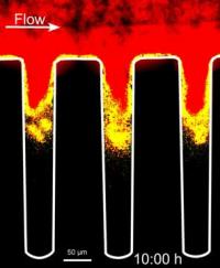 Quorum Sensing in Crevices