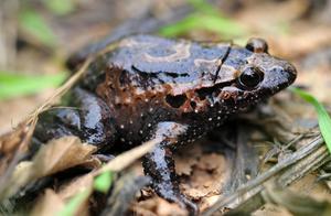 Future-focused conservation index identifies reptiles as highest conservation priority