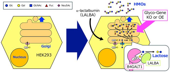 Cultured cell line model used to produce biosynthetic HMOs