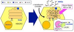 EurekAlert! Japan News - News Releases in Japanese